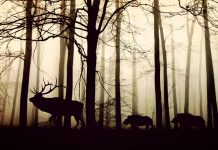 In the Belly of a ‘New’ Culture: Paradigmatic Foregrounding in Sola Osofisan’s ‘Sin-Eater’
