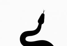 The Snake